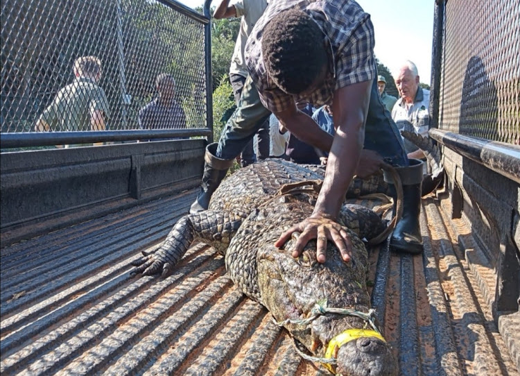 One of the two crocodiles at Zimbali, which was captured last week.