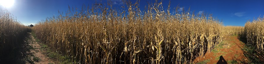 Corn Maze, labirynt, kukurydza