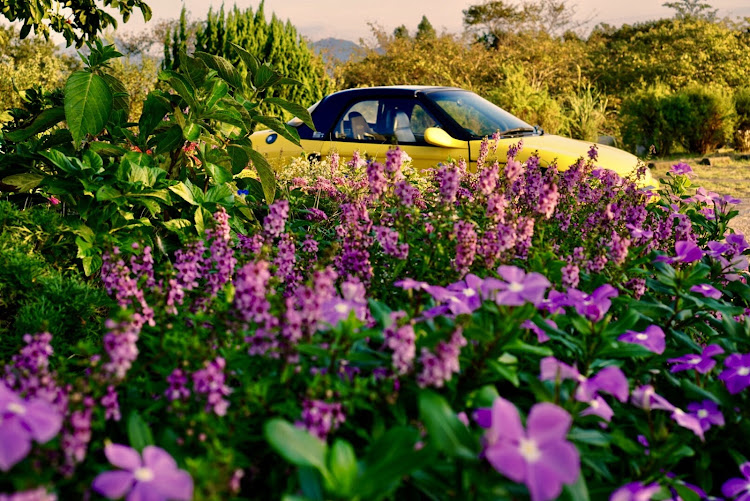 ビートのKIINAI愛車・JPF origin・愛車撮影楽し 📸・花々越しに愛車を眺めて…・12月15日 日曜日 オフ会参加車募集中に関するカスタム事例の投稿画像6枚目