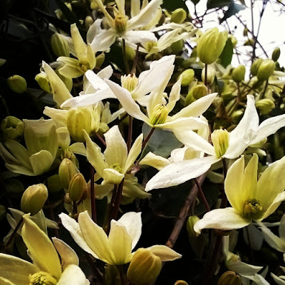 una foresta di fiori di livietta9vite