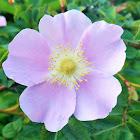 Nootka rose