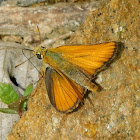 Small Skipper