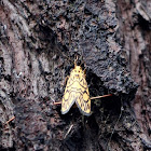 Arctiid Moth