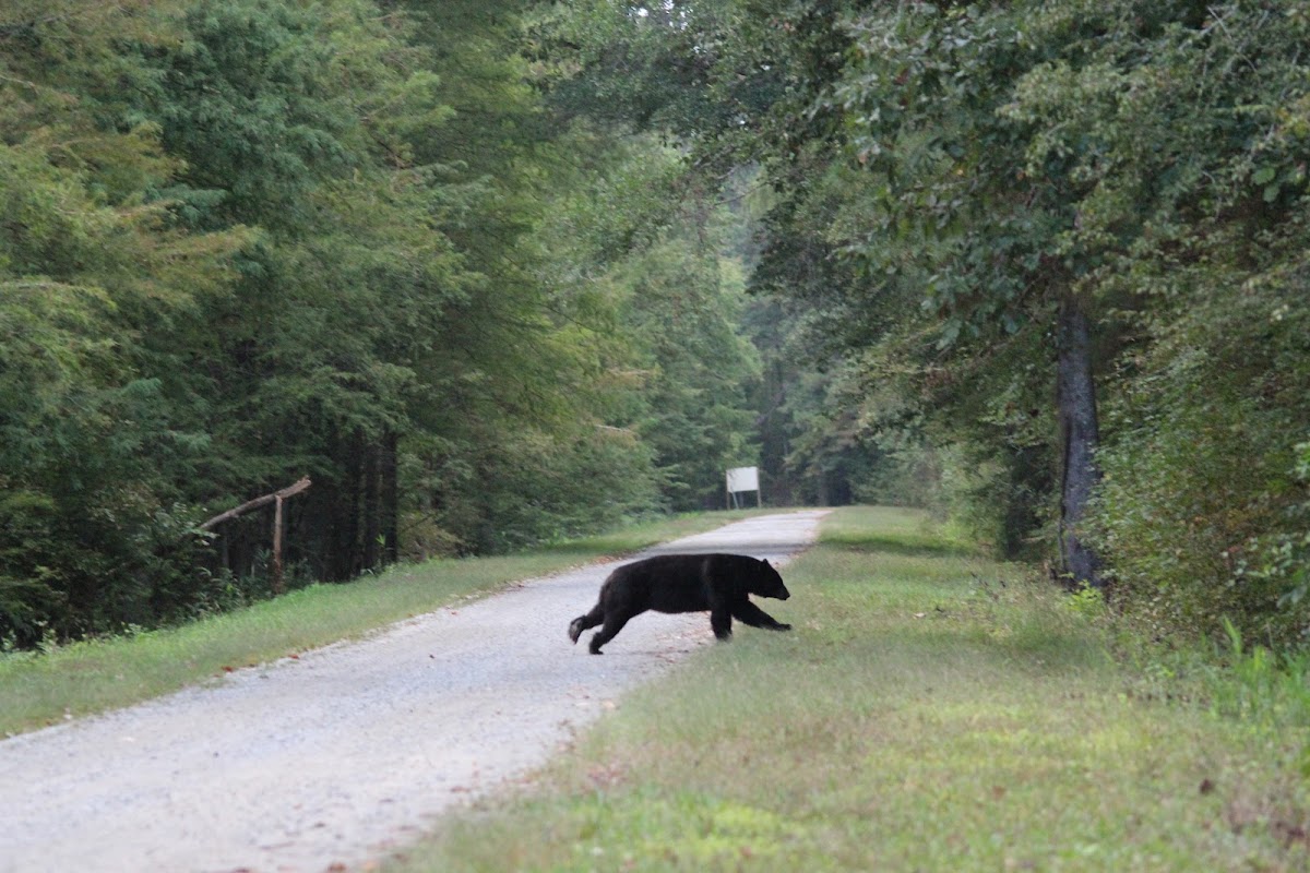 Black Bear