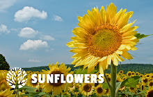 Sunflowers HD Wallpaper New Tab Theme small promo image