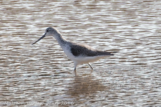 Greenshank