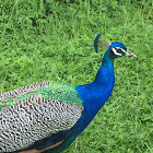 Indian Peafowl (Male)