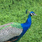 Indian Peafowl (Male)