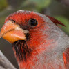 Pyrrhuloxia (Desert Cardinal)