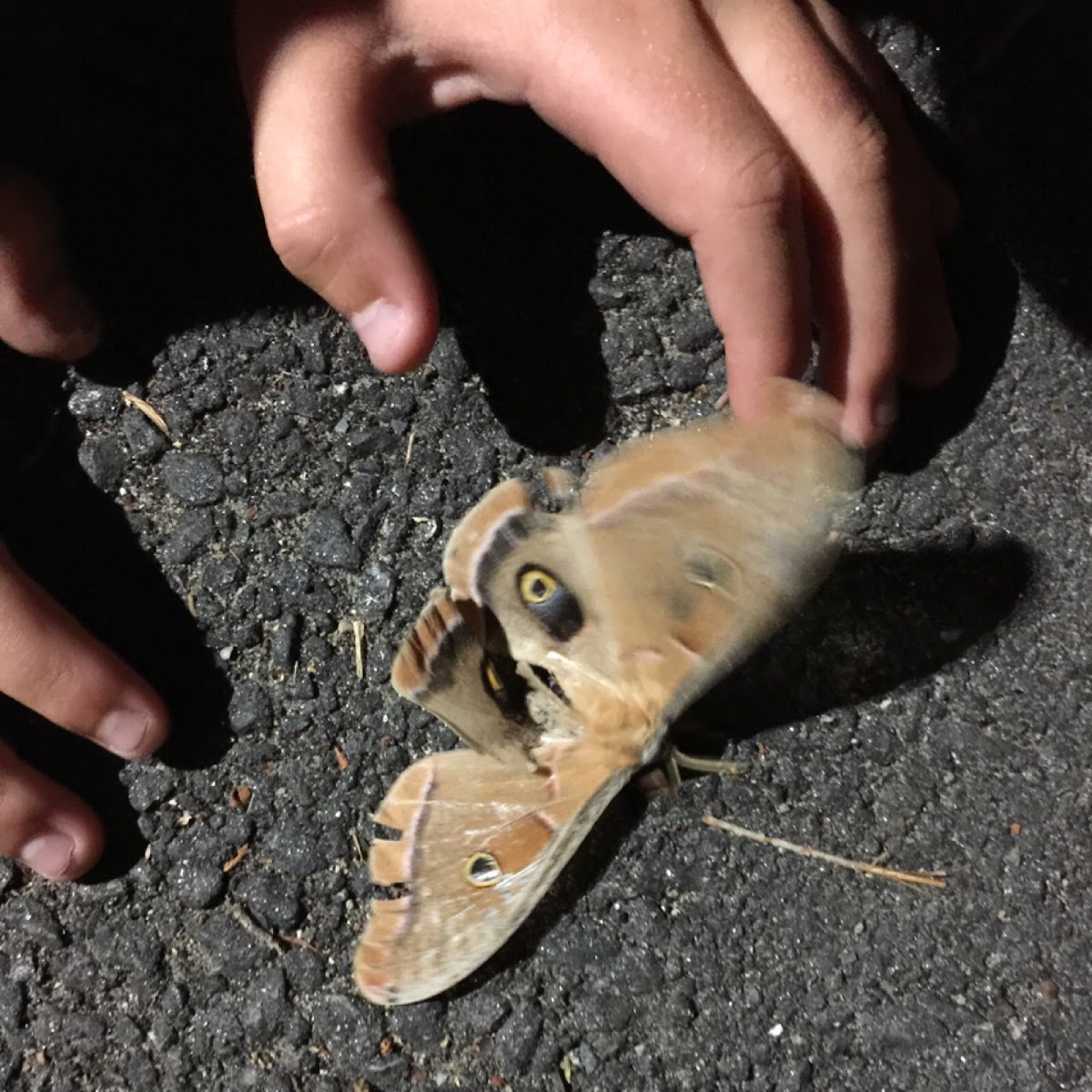 Polyphemus Moth