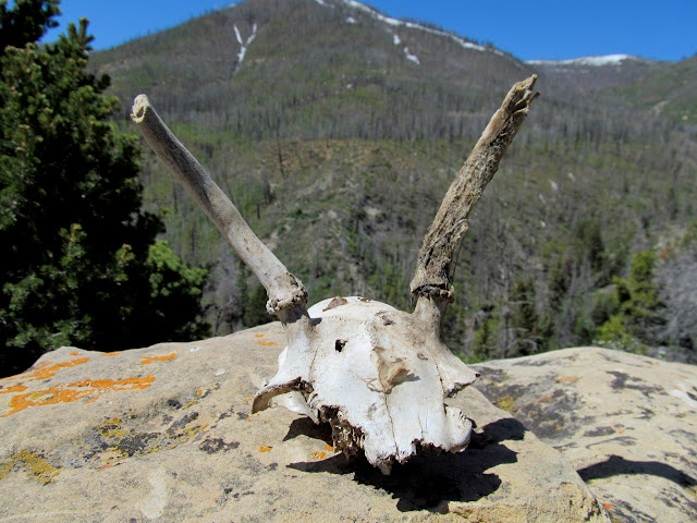 Partial deer skull and antlers