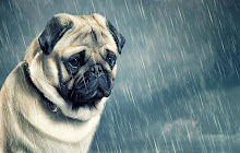 Cute Pugs Wallpaper HD Custom New Tab small promo image