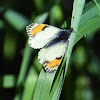 Stella Orangetip