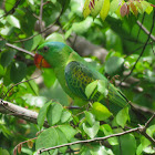 Blue-Naped Parrot