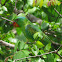 Blue-Naped Parrot