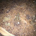 Western Toad