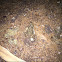 Western Toad