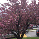 Flowering Cherry Blossum