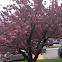 Flowering Cherry Blossum