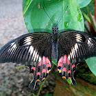 The Common Mormon (Female)