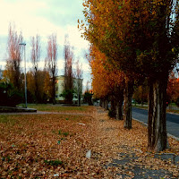 Il viale del pensiero... di 