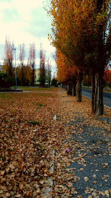 Il viale del pensiero... di Jacopo1966