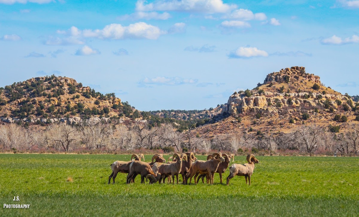 Bighorn Sheep