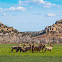 Bighorn Sheep