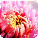 Floral Pink Chrome extension download