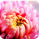 Floral Pink Chrome extension download