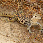 Common Checkered Whiptail