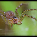 Wolf spider