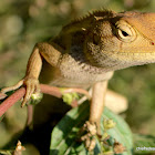 Oriental Garden Lizard (female)