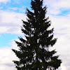 Norway Spruce