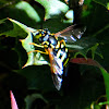 Hoverfly; Sírfido