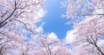 春に枯れる桜