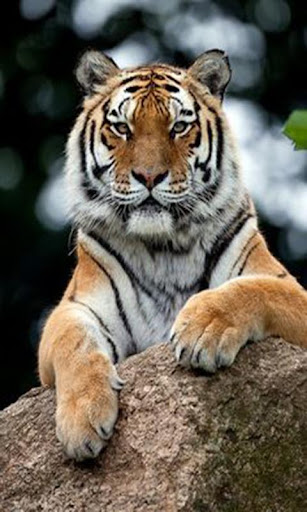 Nature Tiger wallpaper