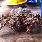 Brown Box Crab