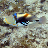 Picasso Triggerfish