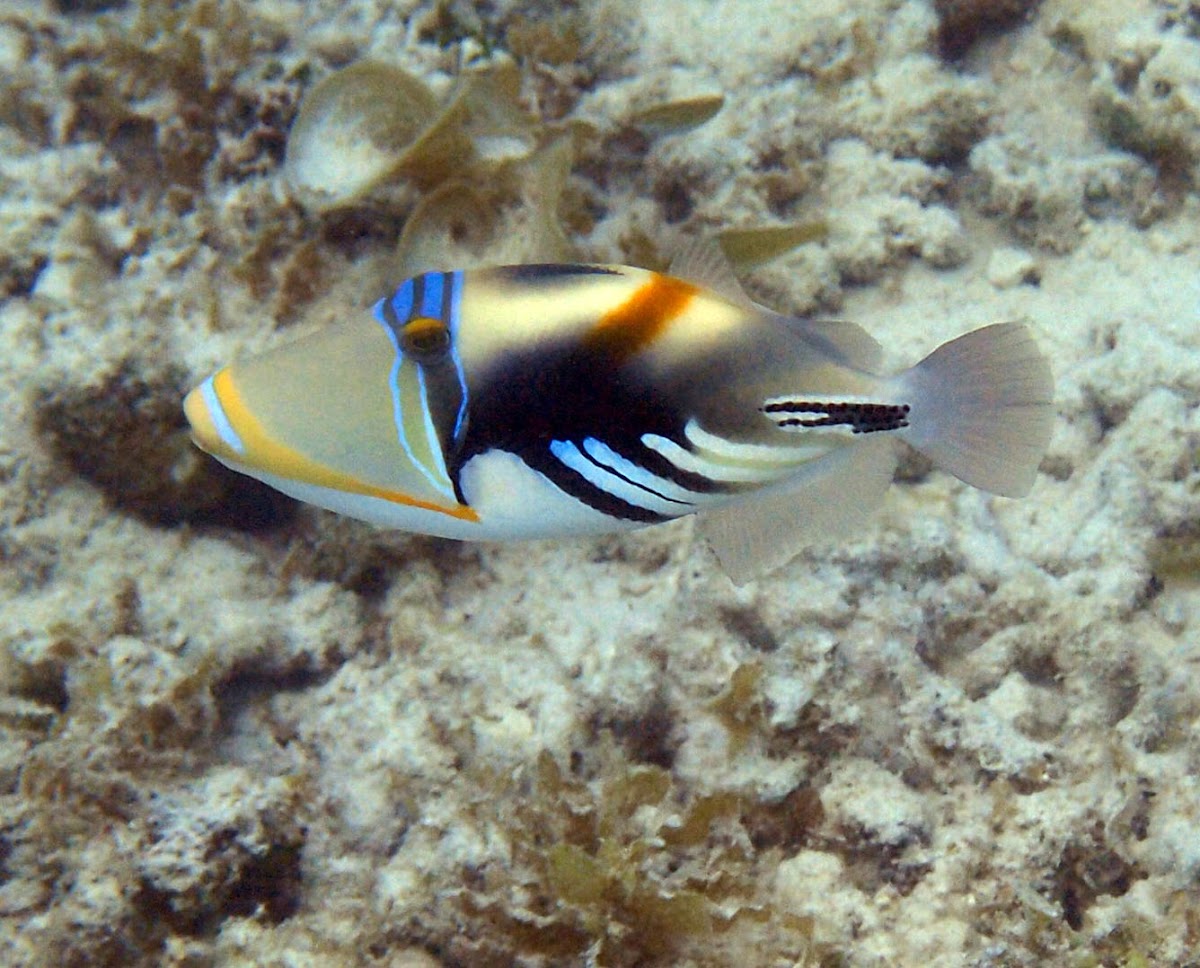 Picasso Triggerfish