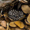 Western rattlesnake