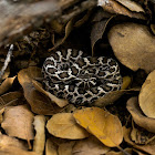 Western rattlesnake