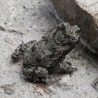 Cane Toad (toadlet)