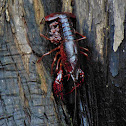 Red Swamp Crayfish