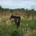 Wild horse