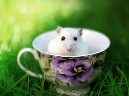 Cute Baby and Animals Wallpapers HD(圖2)-速報App