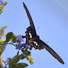 Common Rose Swallowtail