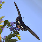 Common Rose Swallowtail