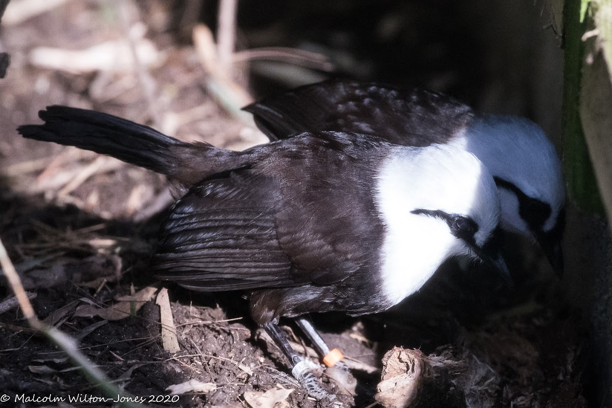 Sumatran Laughingthrush