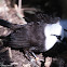 Sumatran Laughingthrush